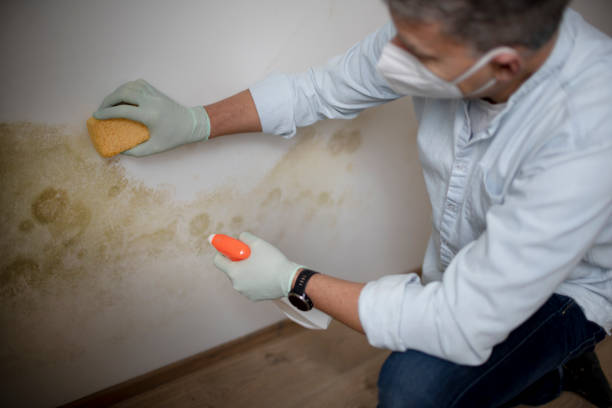 Professional Mold Removal in Uniontown, PA