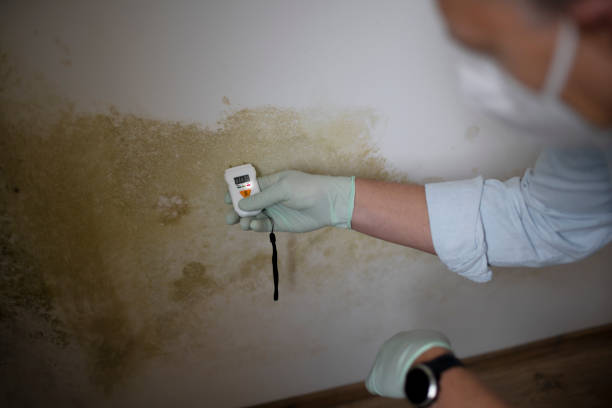 Best Commercial Mold Removal  in Uniontown, PA