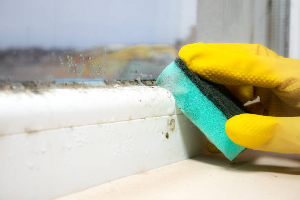 Best Attic Mold Removal  in Uniontown, PA