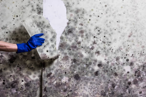Best Fast Mold Removal  in Uniontown, PA